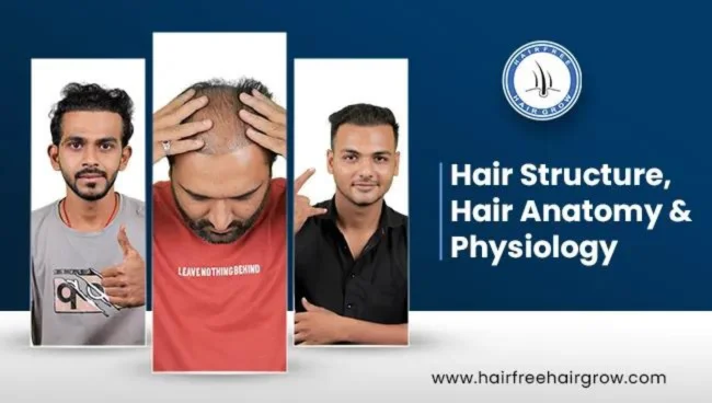 an article on hair anatomy and physiology showing patients with Hair Structure, Hair Anatomy and Physiology at hairfree hairgrow clinic