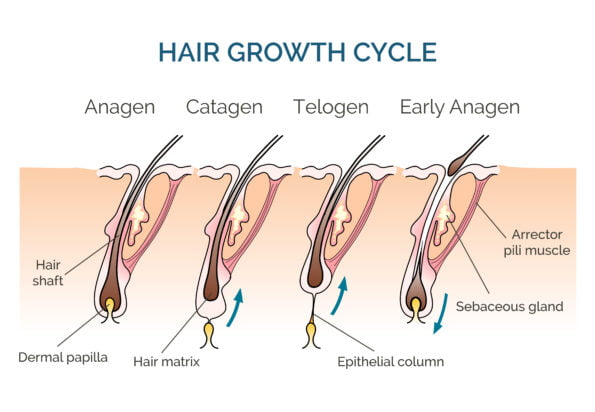 3 main stages of hair growth cycle in graphical form as a part of normal hair loss process